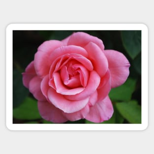 Pink flower Sticker